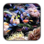 tropical aquarium live wallpaper android application logo